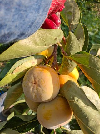 헤이쥬회원님의 감 · 영농일지 작성글 사진