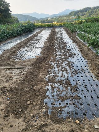 전선경님의 마늘 · 영농일지 작성글 사진