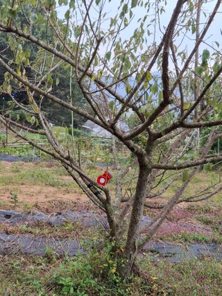 형남영님의 기타작물 · 영농일지 작성글 사진