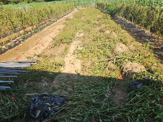 경달현님의 고추 · 영농일지 작성글 사진