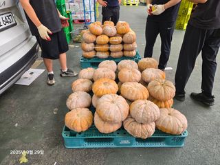 Captain김상곤님의 호박 · 영농일지 작성글 사진