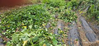 산골아찌님의 배추 · 영농일지 작성글 사진