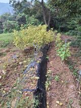 팜모닝 기타작물·영농일지 게시글 이미지