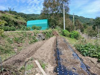 한골머스마님의 기타작물 · 영농일지 작성글 사진