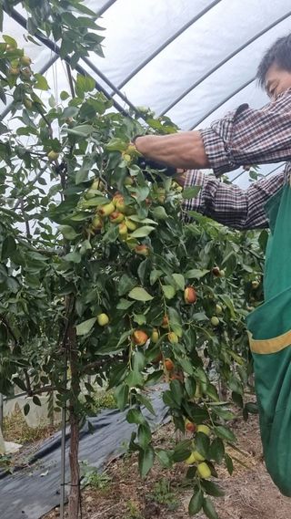 오학봉(멀티팜)님의 기타작물 · 영농일지 작성글 사진