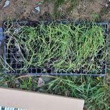 팜모닝 기타작물·영농일지 게시글 이미지