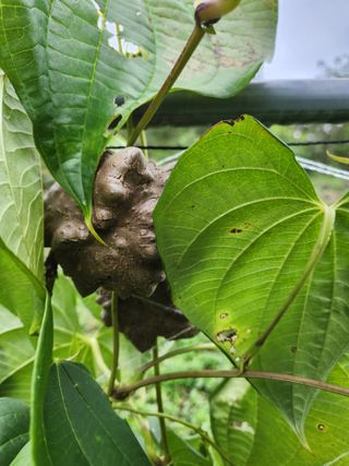 산약초님의 기타작물 · 영농일지 작성글 사진