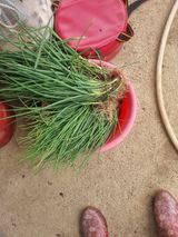 팜모닝 고추·영농일지 게시글 이미지