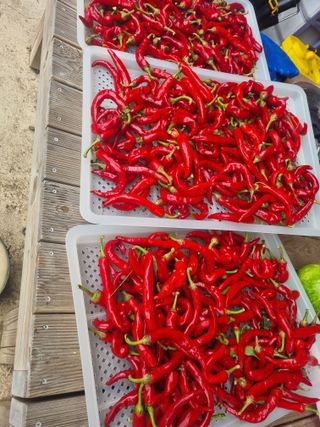 구평쿠키요정님의 고추 · 영농일지 작성글 사진