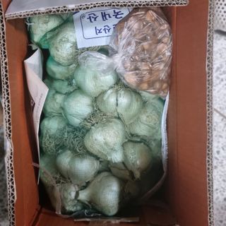 초록하늘별님의 기타작물 · 영농일지 작성글 사진