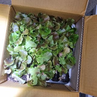 초록하늘별님의 기타작물 · 영농일지 작성글 사진