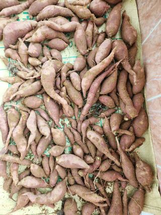 김영옥님의 기타작물 · 영농일지 작성글 사진