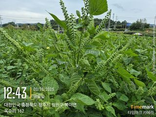 김경형님의 기타작물 · 영농일지 작성글 사진