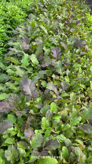 초보님의 배추 · 영농일지 작성글 사진