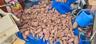 산골아찌님의 고구마 · 영농일지 작성글 사진