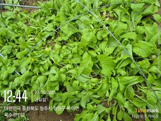 김경형님의 기타작물 · 영농일지 작성글 사진