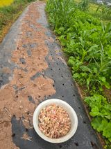 팜모닝 마늘·영농일지 게시글 이미지