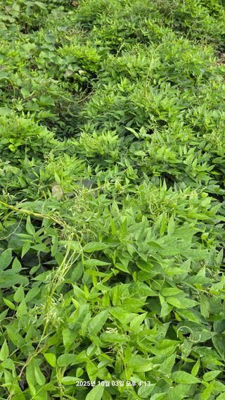 초보님의 배추 · 영농일지 작성글 사진