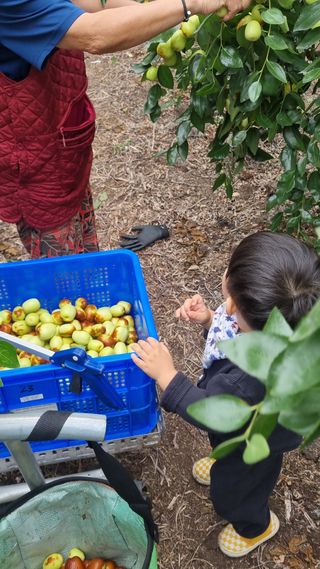 오학봉(멀티팜)님의 기타작물 · 영농일지 작성글 사진
