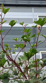 팜모닝 배추·영농일지 게시글 이미지