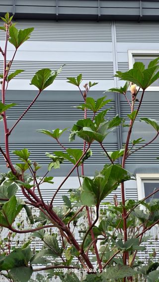 초보님의 배추 · 영농일지 작성글 사진