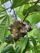 팜모닝 기타작물·영농일지 게시글 이미지