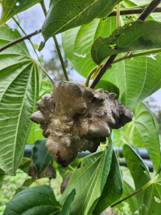 산약초님의 기타작물 · 영농일지 작성글 사진