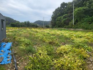 초보농부님의 들깨 · 영농일지 작성글 사진