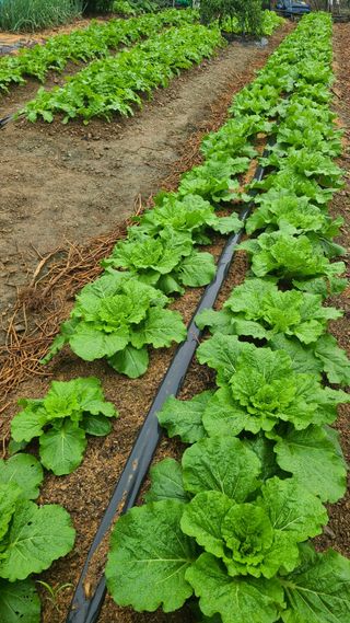 백창석님의 배추 · 영농일지 작성글 사진