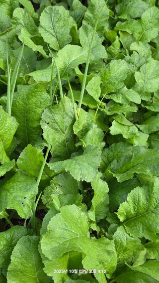 초보님의 배추 · 영농일지 작성글 사진