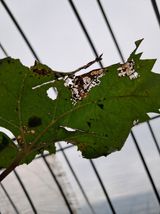 팜모닝 포도·영농일지 게시글 이미지