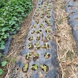 팜모닝 상추·영농일지 게시글 이미지