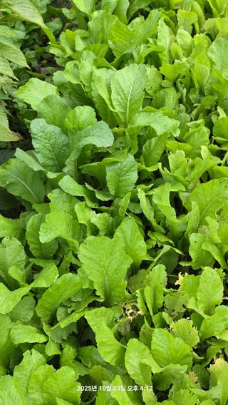 초보님의 배추 · 영농일지 작성글 사진