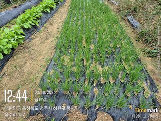 김경형님의 기타작물 · 영농일지 작성글 사진