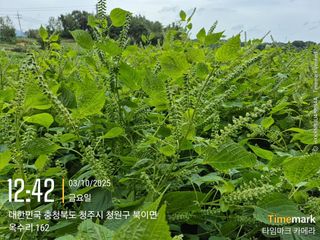 김경형님의 기타작물 · 영농일지 작성글 사진