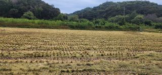 초보농부님의 벼 · 영농일지 작성글 사진