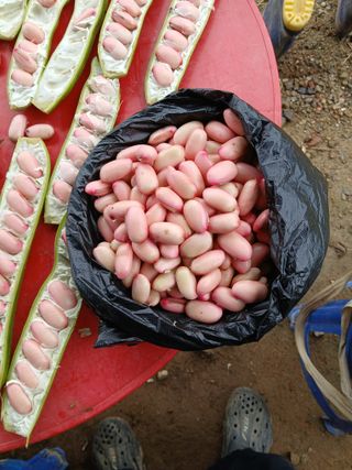 박용찬 님의 콩 · 영농일지 작성글 사진