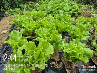 김경형님의 기타작물 · 영농일지 작성글 사진