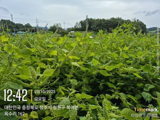 김경형님의 기타작물 · 영농일지 작성글 사진