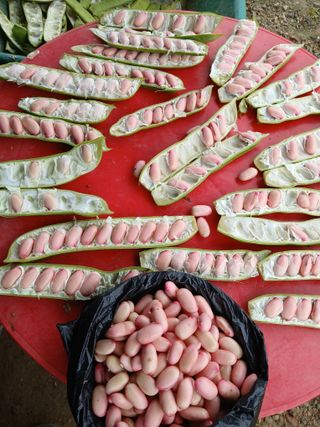 박용찬 님의 콩 · 영농일지 작성글 사진