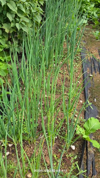 초보님의 배추 · 영농일지 작성글 사진