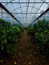 팜모닝 귤·영농일지 게시글 이미지