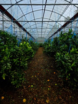 민성종묘(감귤묘목)님의 귤 · 영농일지 작성글 사진