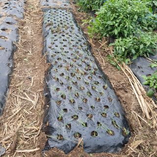 초록하늘별님의 상추 · 영농일지 작성글 사진