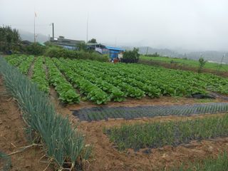 한태훈님의 기타작물 · 영농일지 작성글 사진