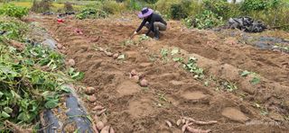 산골아찌님의 고구마 · 영농일지 작성글 사진