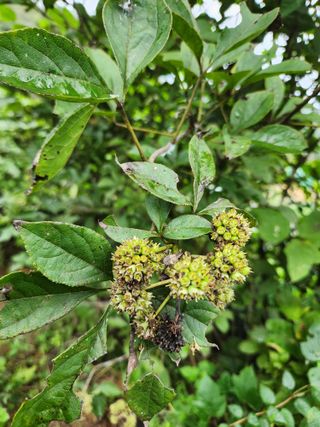 김영옥님의 기타작물 · 영농일지 작성글 사진