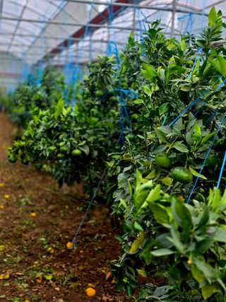 민성종묘(감귤묘목)님의 귤 · 영농일지 작성글 사진