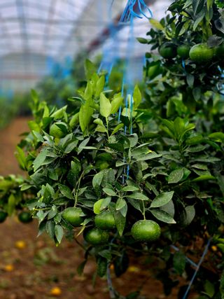 민성종묘(감귤묘목)님의 귤 · 영농일지 작성글 사진