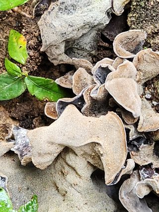 김영옥님의 기타작물 · 영농일지 작성글 사진